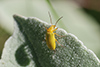 Ctenopius sulphureus